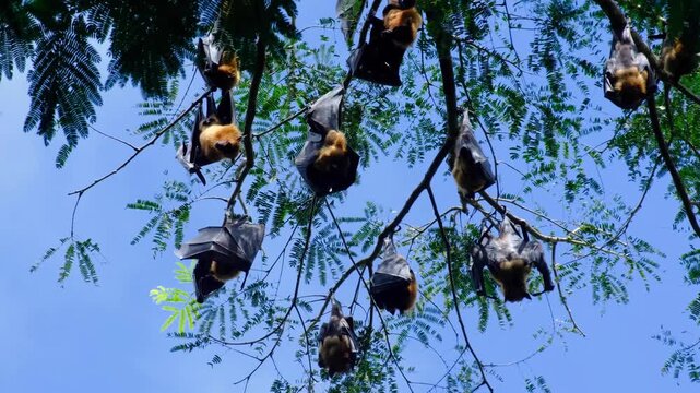Group of Indian flying foxes bats Pteropus medius in tree in daytime in Sri Lanka