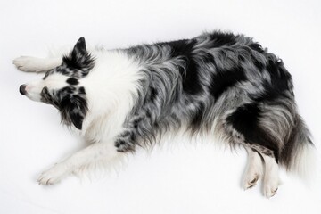 Fototapeta premium Top view of black, white Border Collie dog lying on white background. Long haired herding pet rests on floor. Intelligent purebred canine looks calm posing for studio portrait. Beautiful domestic