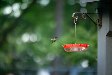 Fototapeta premium Ruby-throated Hummingbird (Archilochus colubris) Hovering — Female Approaching Red Feeder Against Green Bokeh Background, New Hampshire