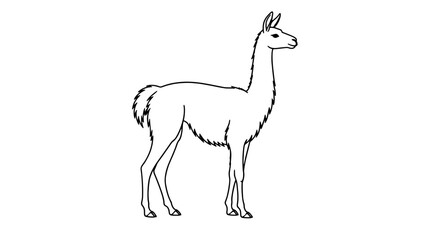 Obraz premium Black outline vector icon of a slender llama standing in right-facing profile with long neck head pointed ears shaggy underbelly and thin legs drawn with thin lines in poised composition with calm