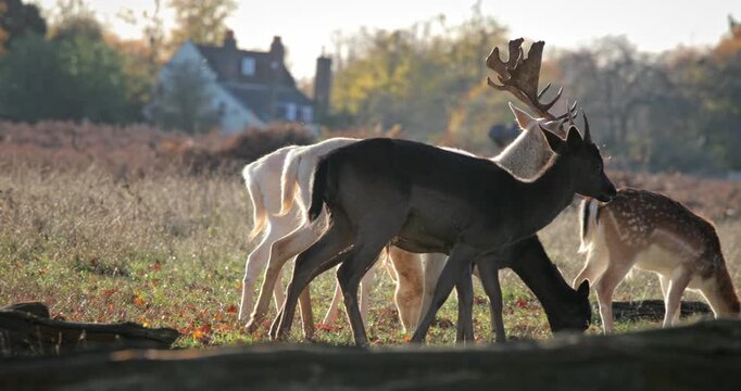Fallow deer, including a white buck with impressive antlers, and darker hinds, are actively grazing on grass and fallen leaves in a sunlit meadow during the autumn season