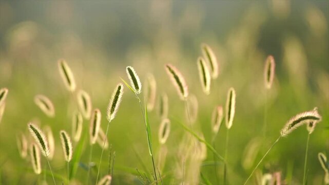 Bristly Foxtail Grass Swaying in a Sunlit Green Meadow