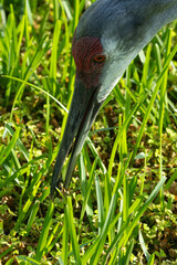 Obraz premium Sandhill Crane (Antigone canadensis) With Insect Prey — Bare Red Facial Skin and Golden Eye Foraging in Grass