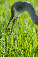 Obraz premium Sandhill Crane (Antigone canadensis) Catching Grasshopper — Bird Bending Down Over Green Grass With Insect Prey in Bill
