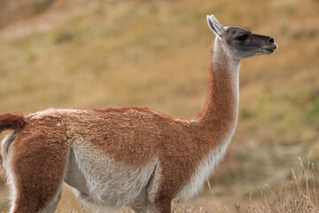 Wild guanaco (Lama guanicoe) standing alert in the arid grassland of the Andes mountains, showcasing its thick reddish-brown fleece. © Valentin