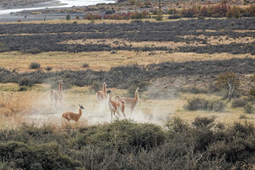 Herd of wild guanacos (Lama guanicoe) including a young calf running through dry Andean steppe terrain, raising a thick cloud of dust. © Valentin