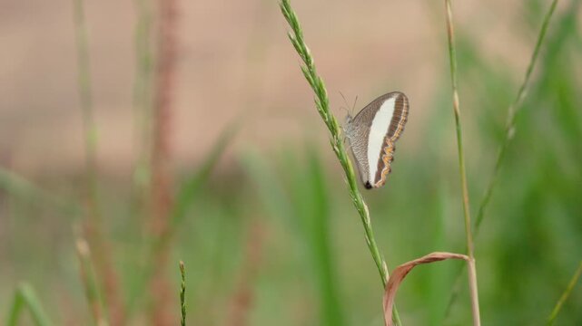 A bandaged satyr butterfly perched on a spike of grass using its proboscis, in a garden in the Eastern Cordillera of the Andes, in central Colombia, near the Iguaque Fauna and Flora Sanctuary.