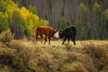 Two cows touching heads in an autumn pasture with colorful fall foliage © Danni Jaffe