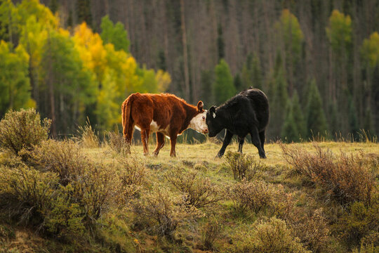 Two cows touching heads in an autumn pasture with colorful fall foliage