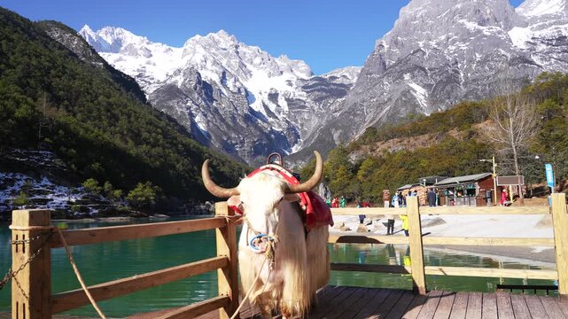 White Yak on Wooden Deck by Turquoise Lake and Snowy Mountains in Blue Moon Valley, China in Blue Moon Valley, Jade Dragon Snow Mountain, Lijiang, China