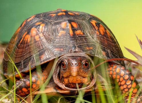 Macro Turtle
