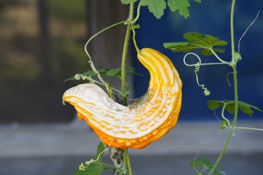 Fresh bitter gourd with concave and convex skin folds hanging between vines