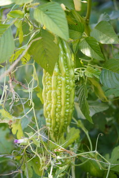 Fresh bitter gourd with concave and convex skin folds hanging between vines