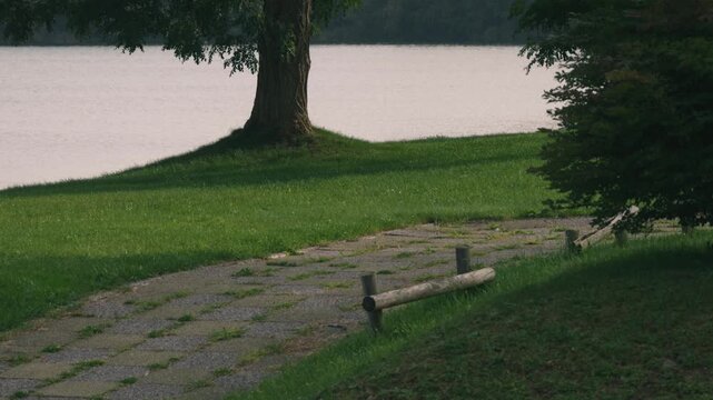 Lakeside Park Promenade with a Large Tree and Expansive Lawn
