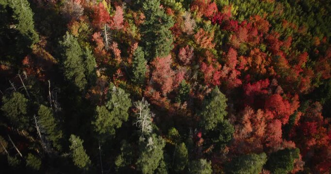 High Drone Shot Soaring Over Majestic Autumn Trees In Rocky Mountains At Sunset