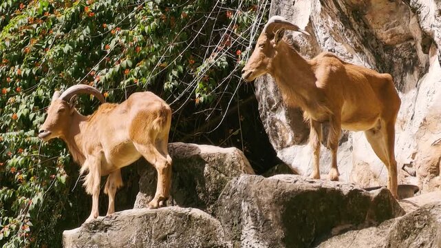Two Barbary Sheep Standing on Rocky Cliff in Natural Habitat