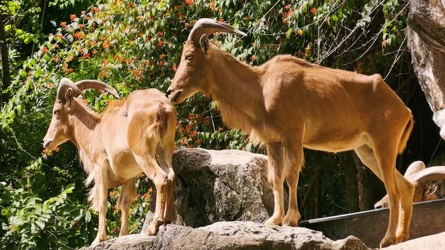 Two Barbary Sheep Standing on Rocky Cliff in Natural Habitat