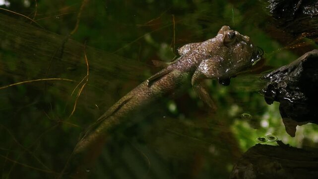 Close-up of Giant Mudskipper Clinging Motionless to Tree Root in Pond