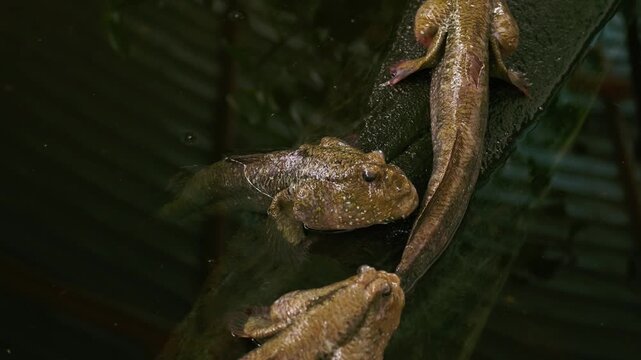 Group of Giant Mudskippers Resting on Log in Mangrove Pond