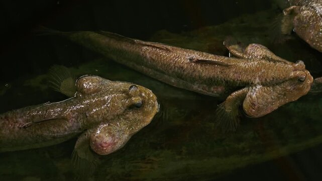 Top-down View of Giant Mudskippers Resting on Log in Mangrove Pond