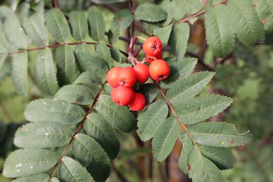 Fruit and foliage of a Rowan tree, also widely known as the European Mountain Ash (Sorbus aucuparia).  It features distinct pinnately compound leaves, meaning multiple small, serrated leaflets.