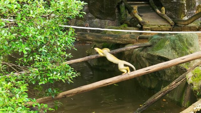Slow Motion of Cute Common Squirrel Monkey Walking on Wooden Log