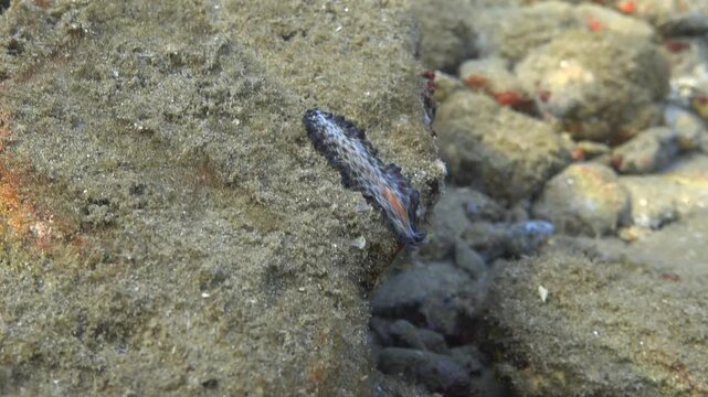 Marine flatworm  lightning worm (Pseudobiceros fulgor) crawls underwater