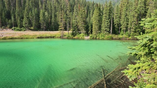 Olive Lake reflecting a vibrant turquoise color from its mineral-rich glacial waters, surrounded by lush evergreen forest under a bright sky in Kootenay National Park, British Columbia