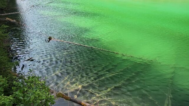 Olive Lake showcasing turquoise water and submerged tree trunks, surrounded by lush forest and an exposed embankment, reflecting natural beauty of Kootenay National Park in British Columbia, Canada