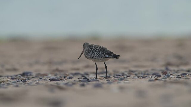 Black-tailed Godwit, Limosa limosa, bird on sand, Devon, England, United Kingdom