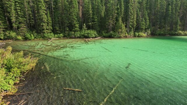 Olive Lake showcasing turquoise water and submerged tree trunks, surrounded by lush forest and an exposed embankment, reflecting natural beauty of Kootenay National Park in British Columbia, Canada