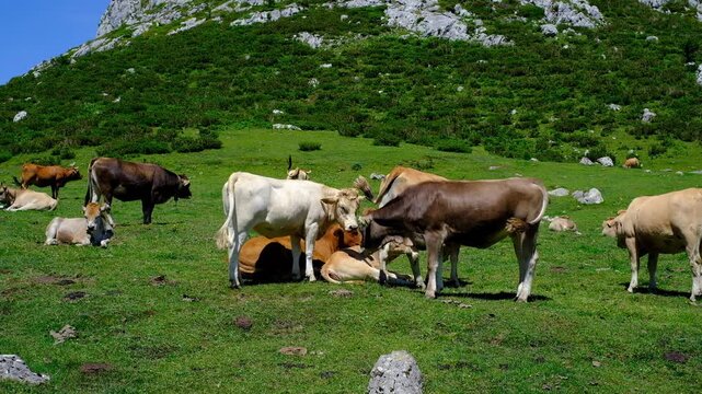 Cattle Grazing in a Mountain Meadow in Asturias Spain