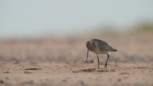 Black-tailed Godwit, Limosa limosa, birds ion beach