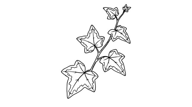 Black outline vector icon of a variegated trailing ivy shoot with five lobed leaves cream borders and slender stem drawn with thin lines in diagonal composition accentuating its veined leaf patterning