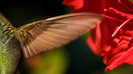 Fototapeta premium Extreme Close up of Hummingbird Wing Hovering Near Vibrant Red Flower