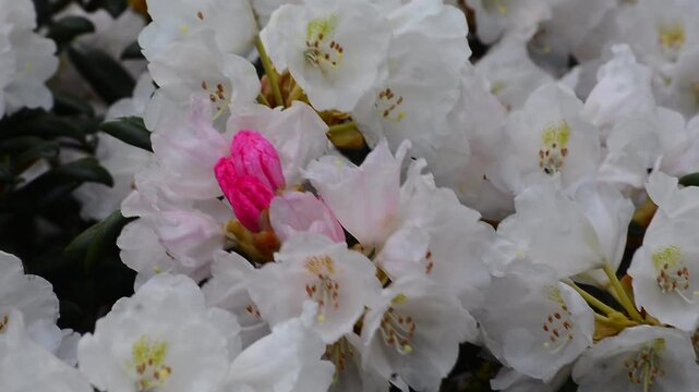 Rhododendron flower (Rhododendron Yakusimanum) in Ystad, Sk&aring;ne county, Sweden, Scandinavia