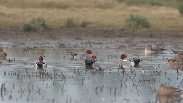 Eurasian Wigeon, Mareca penelope, birds on winter marshes