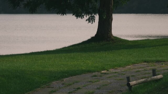 Lakeside Park Promenade with a Large Tree and Expansive Lawn
