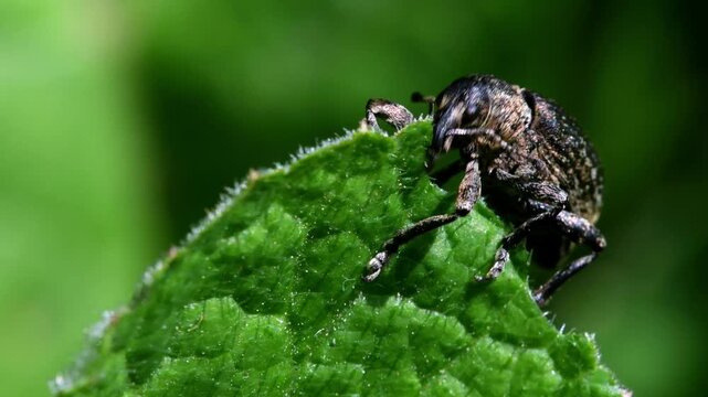 Pea Weevil (Bruchus pisorum), Devon, England, United Kingdom