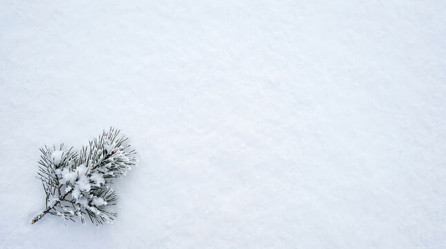 Small snowy pine tree branch isolated on a white snow background with seasonal