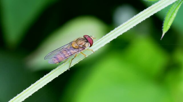 Marmalade Hoverfly (Episyrphus balteatus), Devon, England, United Kingdom