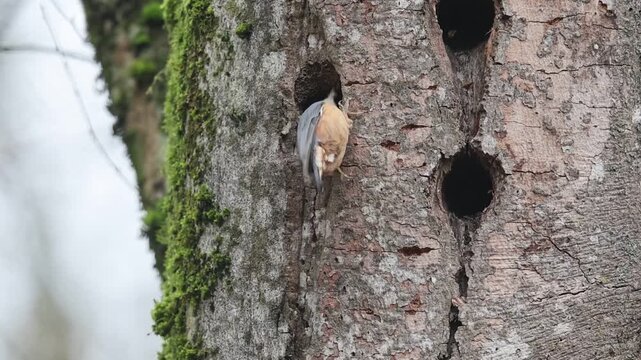 Nuthatch (Sitta europaea) bricking up the entrance of an old great spotted woodpecker cave to its size Germany