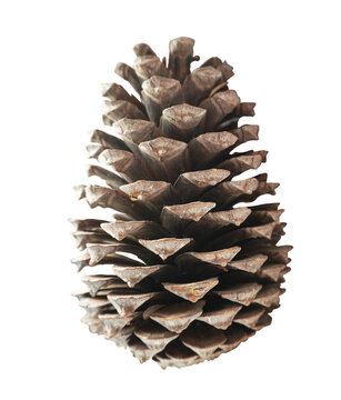  Brown pine cone isolated on transparent background. Open conifer cone with scales. Natural forest decoration element.