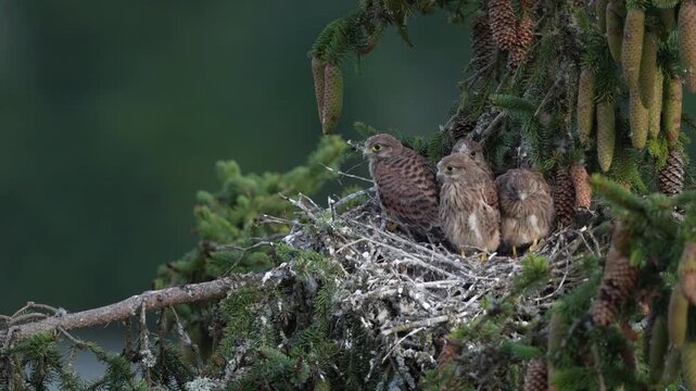 Kestrel (Falco tinnunculus), young birds not yet ready to fly in the nest, Rhineland-Palatinate, Germany