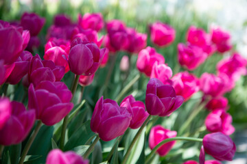 Fototapeta premium pink tulips in the garden