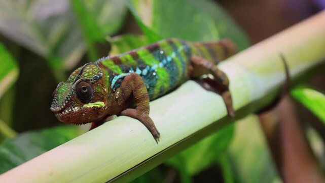 Panther chameleon (Furcifer pardalis), adult, tree, look, observe, eye movement, Madagascar