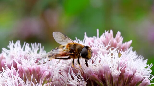 Drone Fly (Eristalis nemorum) on flower