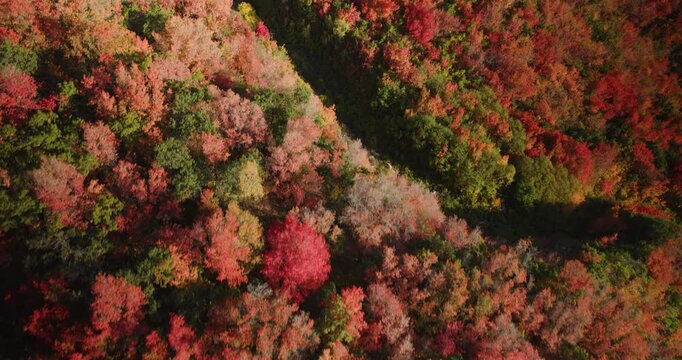 Aerial Shot Soaring Over Autumn Trees In Beautiful Utah Canyon At Sunset