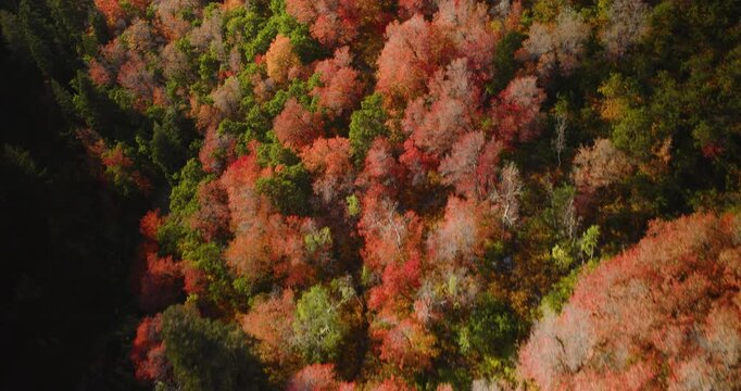 Cinematic Aerial And Reveal Shot Over Colorful Autumn Trees In Rocky Mountain Canyon