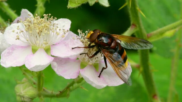 Hornet Hoverfly (Volucella zonaria), Devon, England, United Kingdom